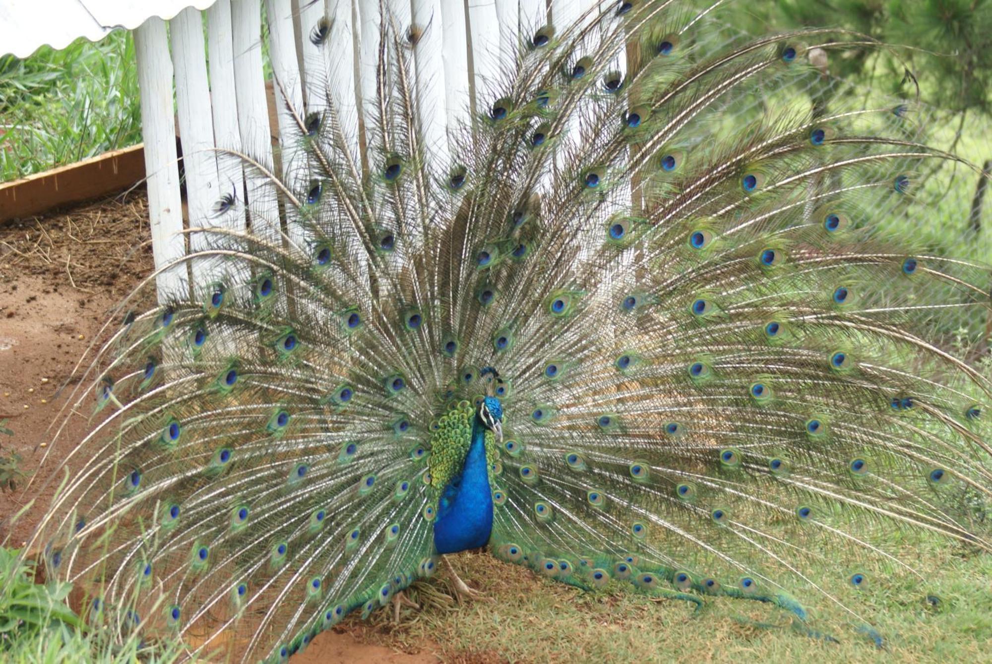 Pousada Sonho Meu Itanhandu Esterno foto